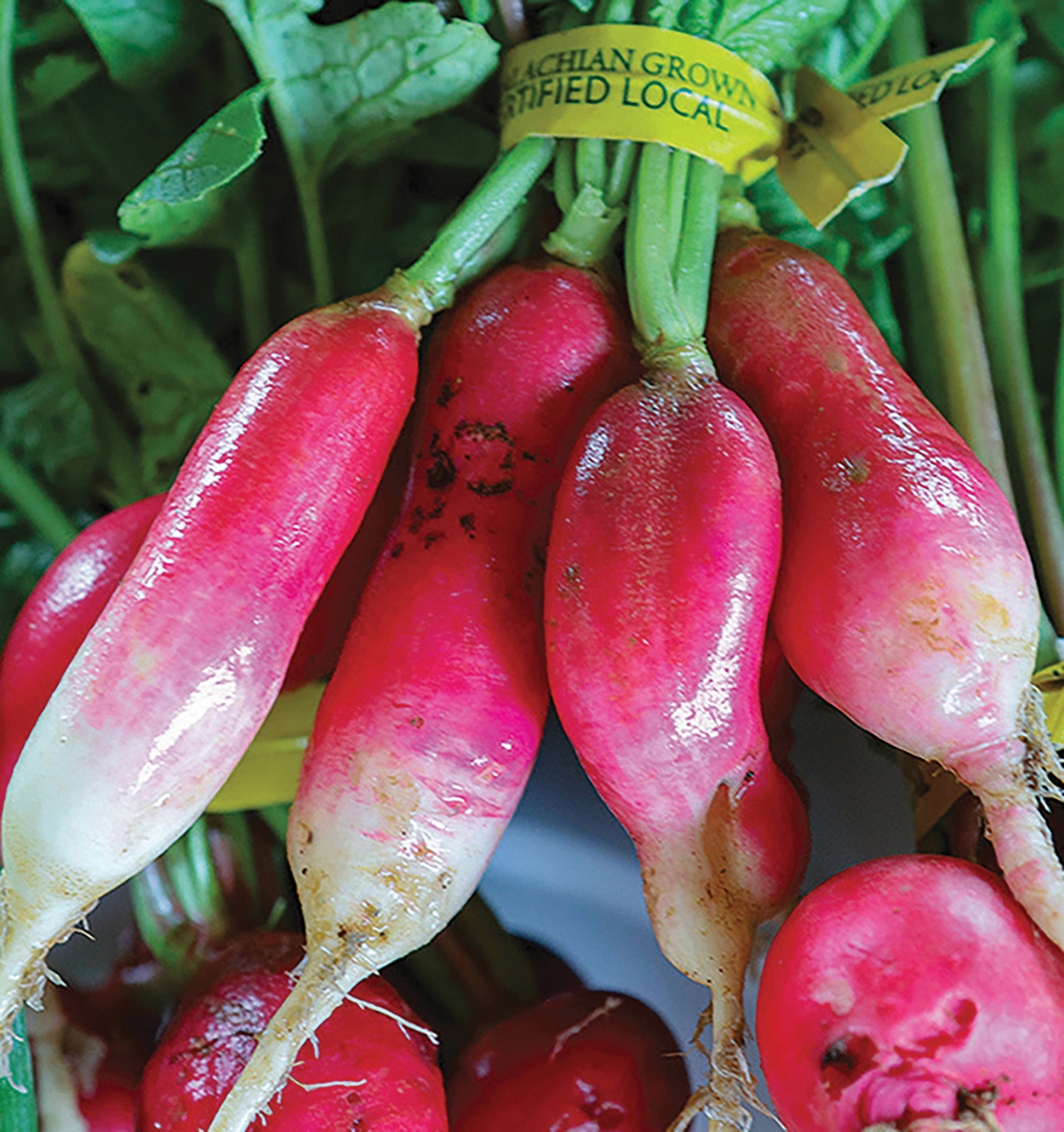 highlands-nc-cashiers-nc-locally-grown-marketplace-radish