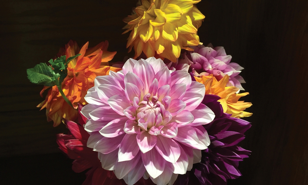 highlands-nc-dahlia-festival-arrangement