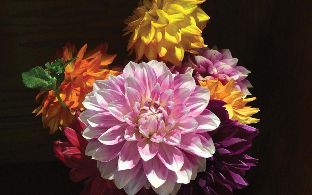 Dahlias that Dazzle