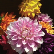 highlands-nc-dahlia-festival-arrangement