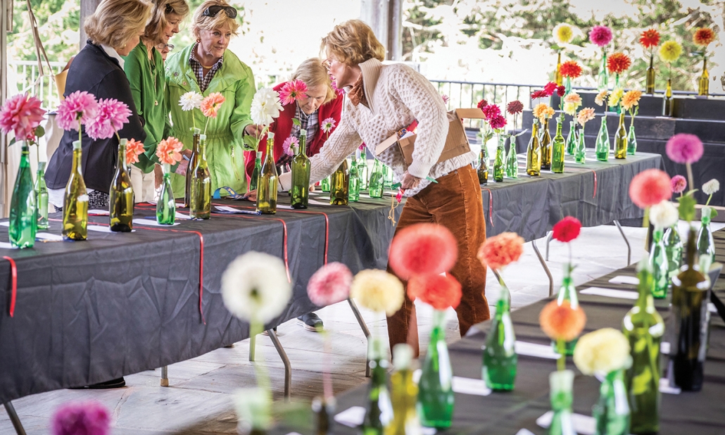 highlands-nc-dahlia-festival-judging