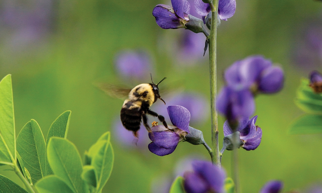 highlands-nc-land-trust-bees