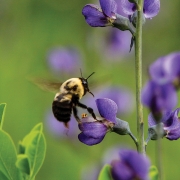 highlands-nc-land-trust-bees