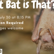 highlands-nc-nature-center-bats