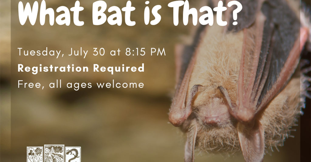 highlands-nc-nature-center-bats