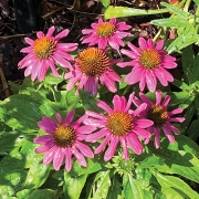 highlands-nc-old-jail-pink-flowers