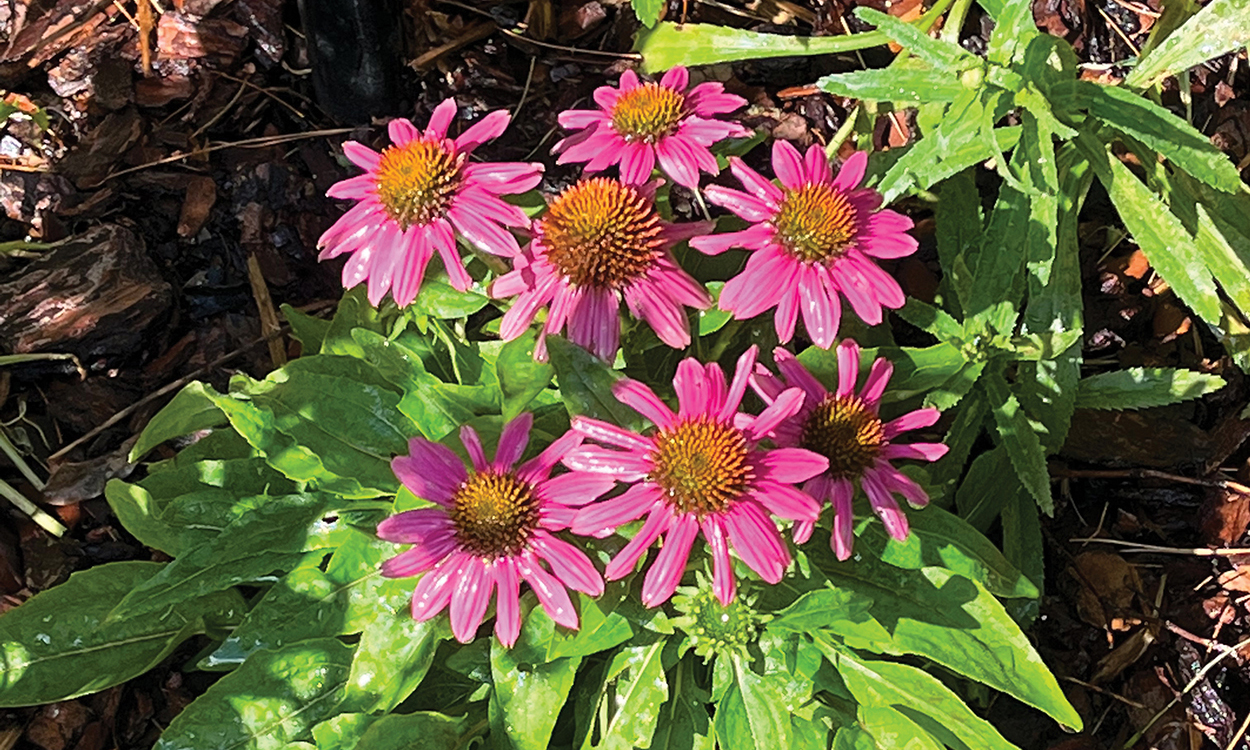 highlands-nc-old-jail-pink-flowers