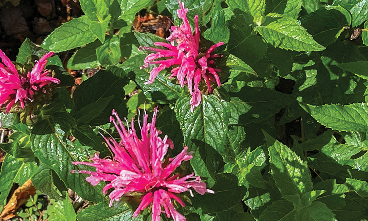 highlands-nc-old-jail-two-flowers