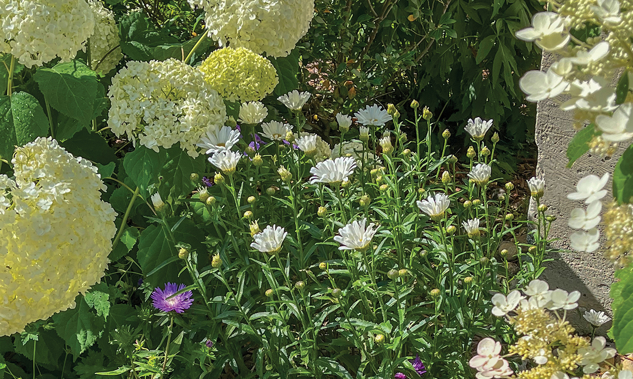 highlands-nc-old-jail-white-flowers