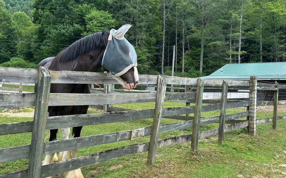 carpe-diem-highlands-nc-horse