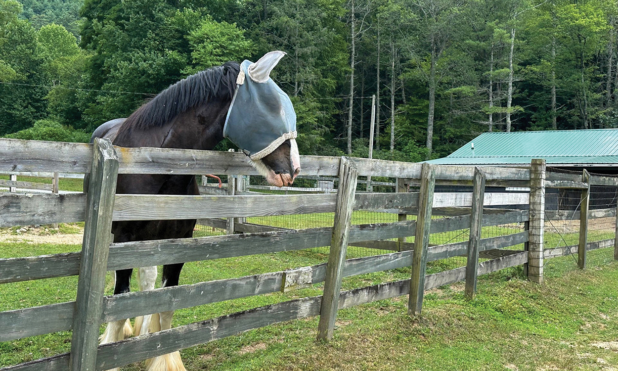 carpe-diem-highlands-nc-horse