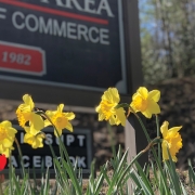 cashiers-nc-chamber-of-commerce-daffodils