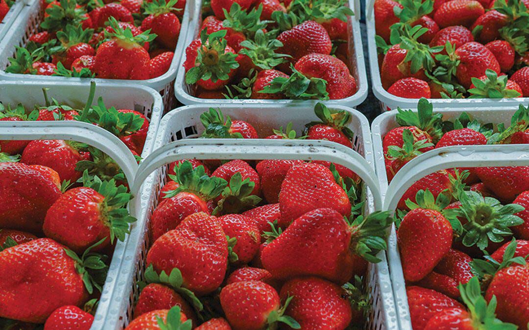 Celebrate the Harvest