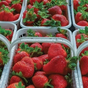 cashiers-nc-green-market-strawberries