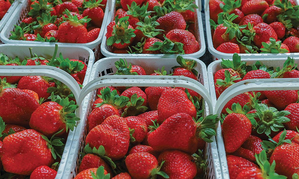 cashiers-nc-green-market-strawberries