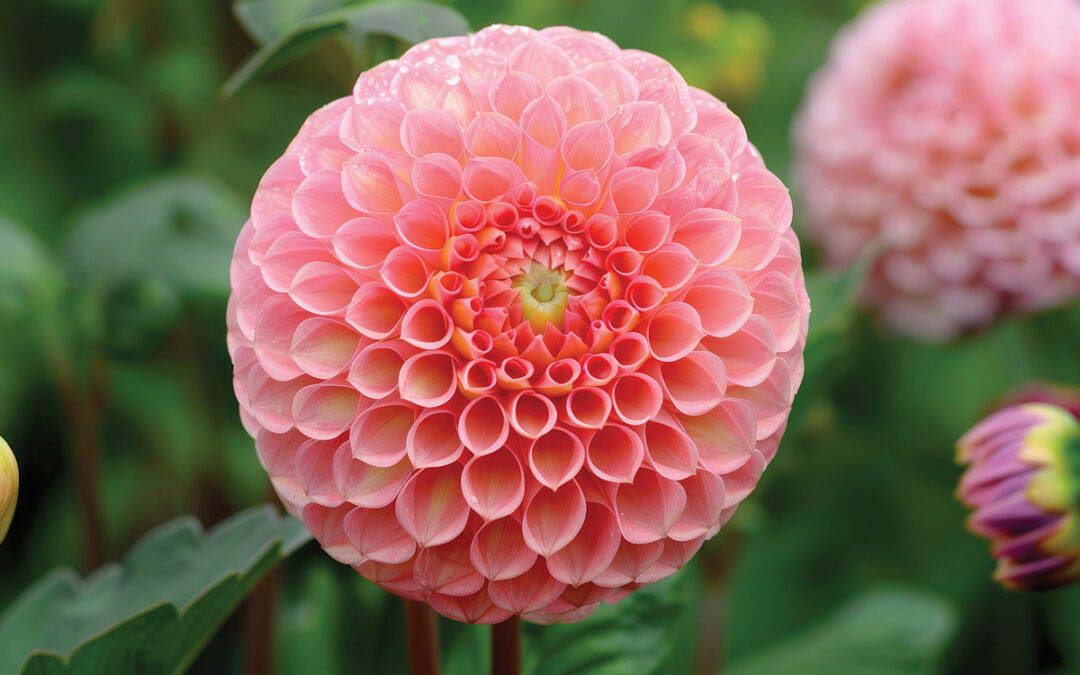 A Dahlia Passion-ary