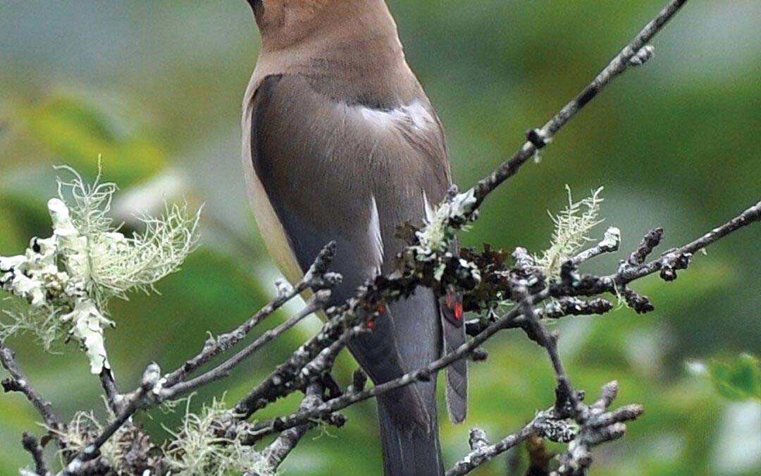 Costume Ball  Waxwings