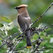 highlands-audubon-nc-Cedar-Wax-Wing