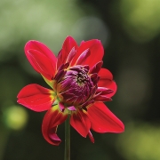 highlands-nc-dahlia-greg-clarkston