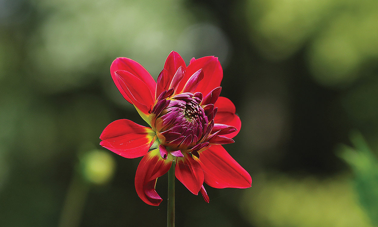 highlands-nc-dahlia-greg-clarkston