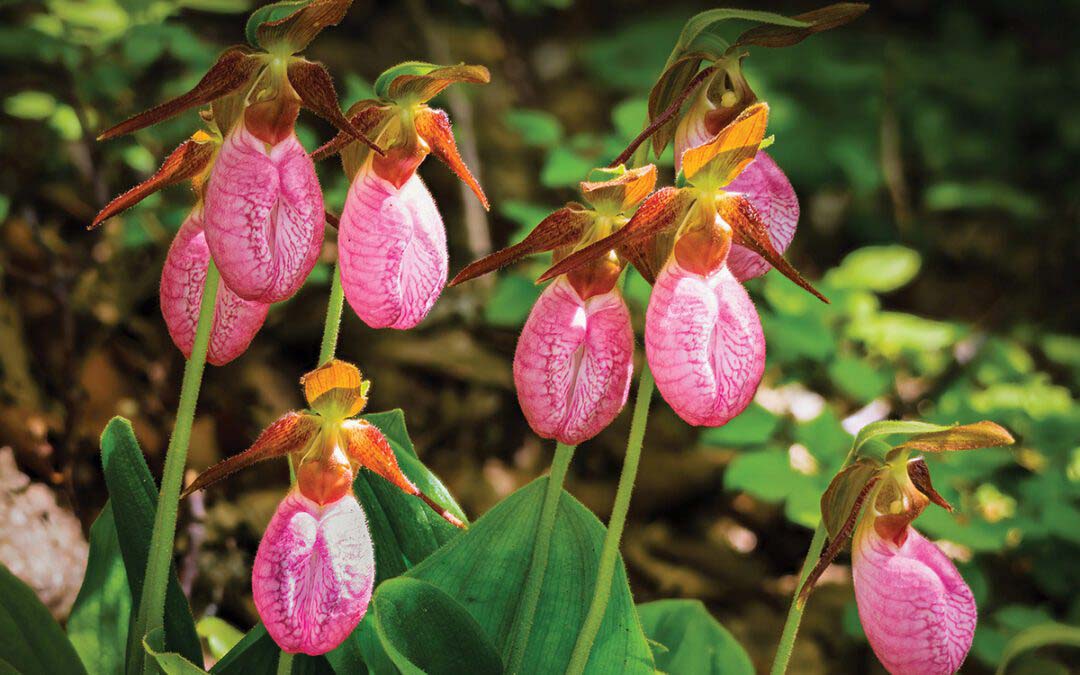 People, Places, and Plants