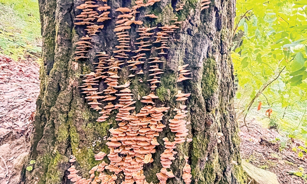 lake-toxaway-nc-mushrooms-tree