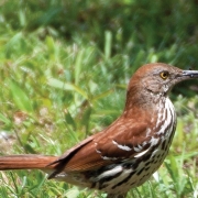 highlands-nc-audubon-Brown-Thrasher