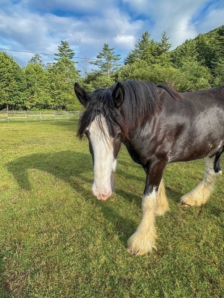 highlands-nc-carpe-diem-farms-horse