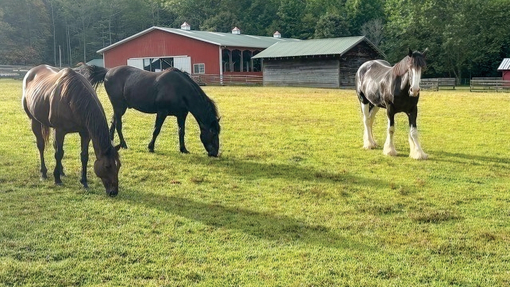 highlands-nc-carpe-diem-farms-three-horses