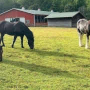 highlands-nc-carpe-diem-farms-three-horses