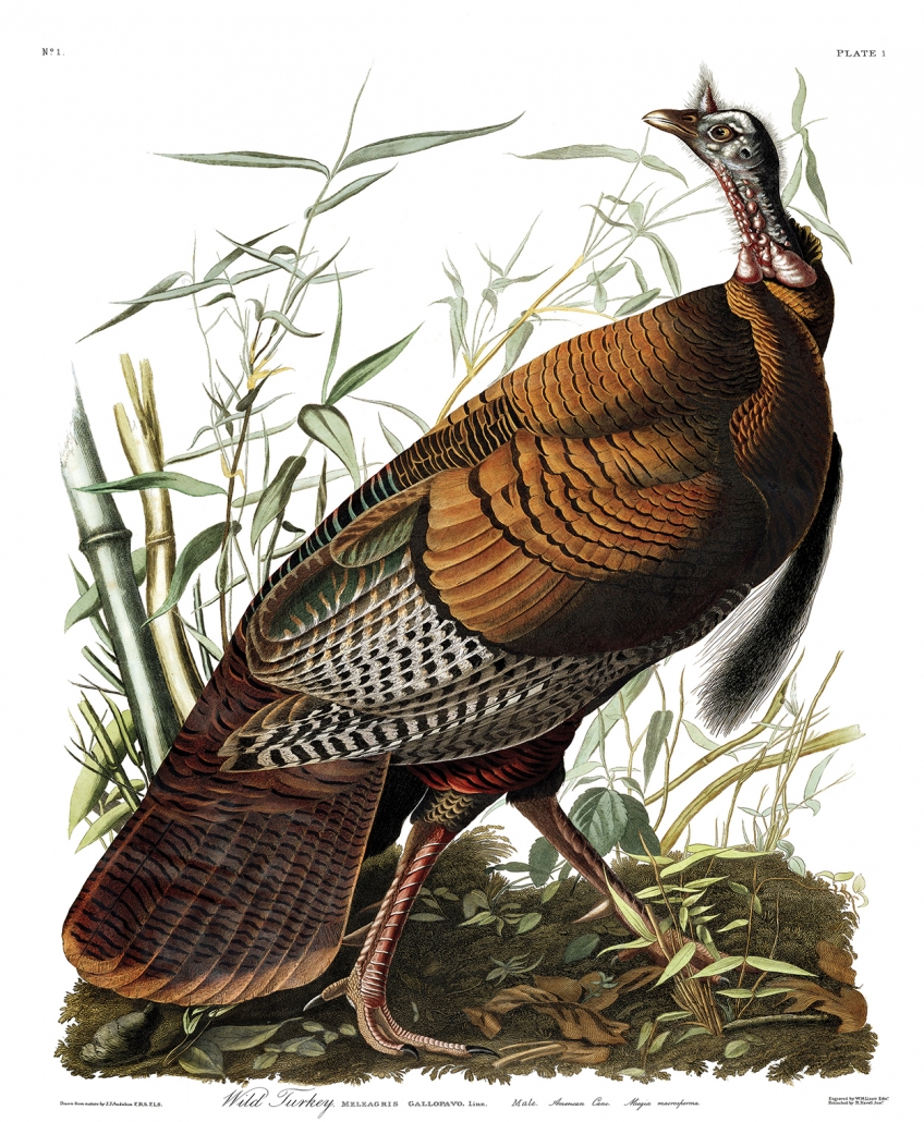 Audubon plate-1-wild-turkey