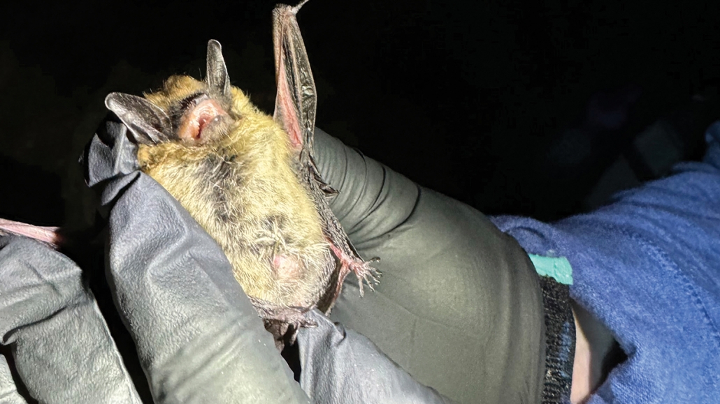 Highlands-nc-biological-foundation-Bat-Blitz