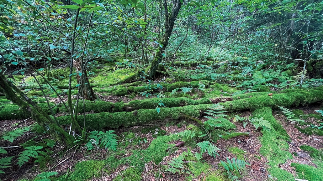 adventure-black-rock-fallen-tree