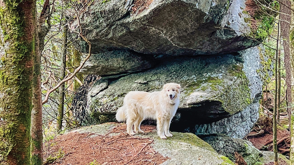 adventure-black-rock-rocks-dog