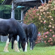 highlands-nc-carpe-diem-farms-Journey-Kaleb