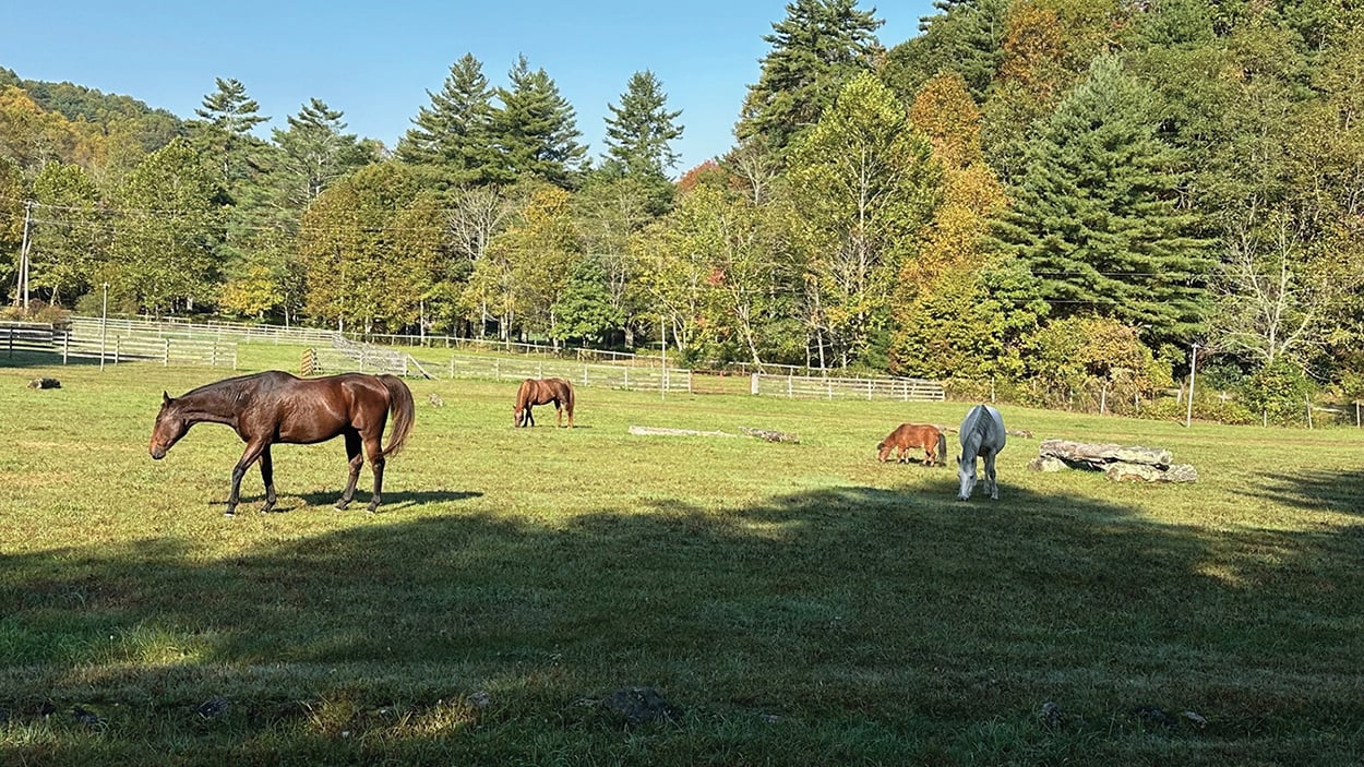 highlands-nc-carpe-diem-farms-horses