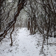 highlands-cashiers-land-trust-woods-snow