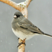 highlands-nc-audubon-junko-snow