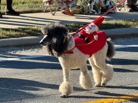 cashiers-nc-christmas-parade-award-winners-florida-poodle-rescue-1