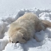 dog-snow-relaxing