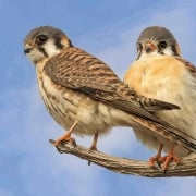 highlands-audubon-Kestrel