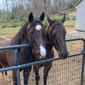 FRIENDs-for-life-horses-