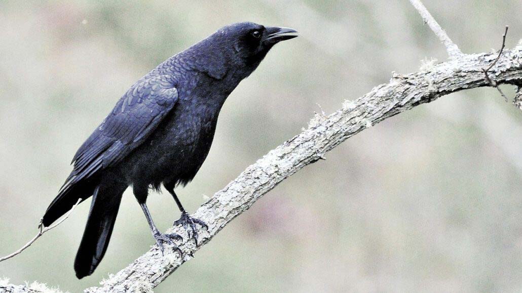 Highlands-Cashiers-Audubon-Crow-American