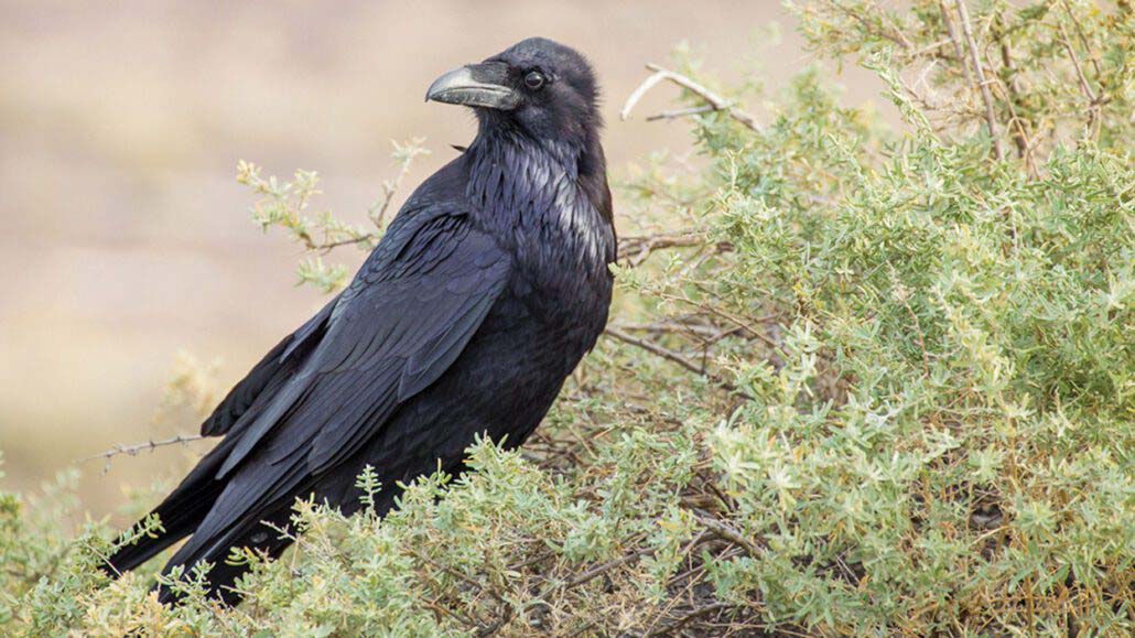 Highlands-Cashiers-Audubon-Raven-William