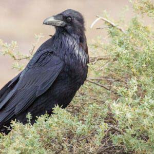 Highlands-Cashiers-Audubon-Raven-William