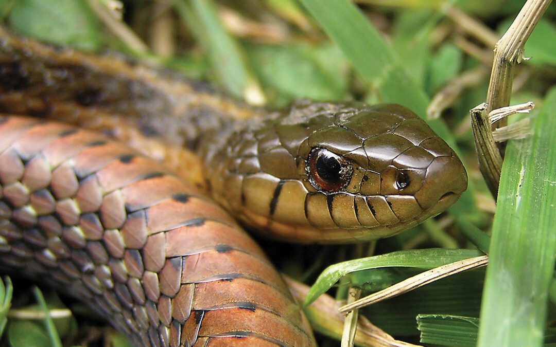 The Common Garter Snake