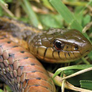 Highlands_Biological_Station_Thamnophis_sirtalis_Common_Garter_Snake