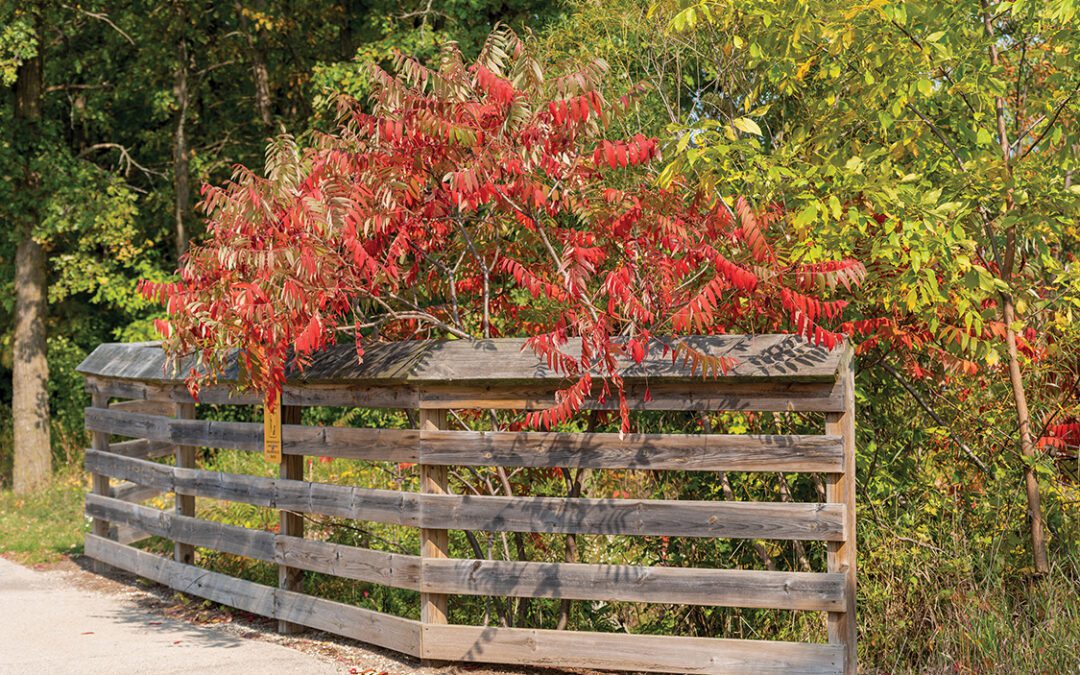 Fall Fills the Senses