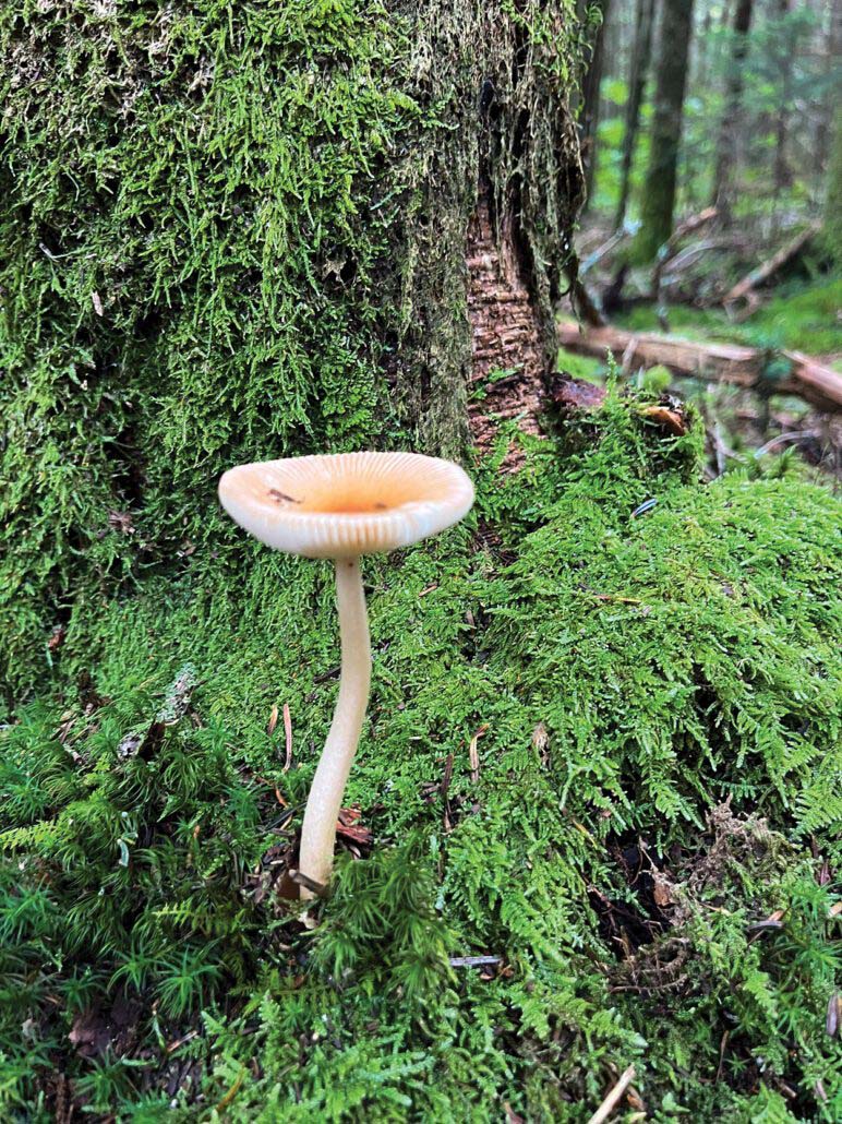 adventure-black-rock-rocks-mushroom