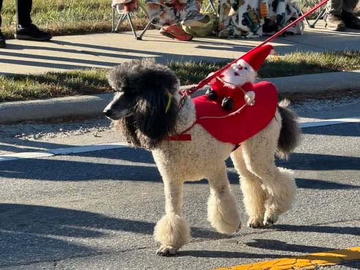 cashiers-nc-christmas-parade-award-winners-florida-poodle-rescue-1